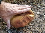 Pilze so groß wie Handteller